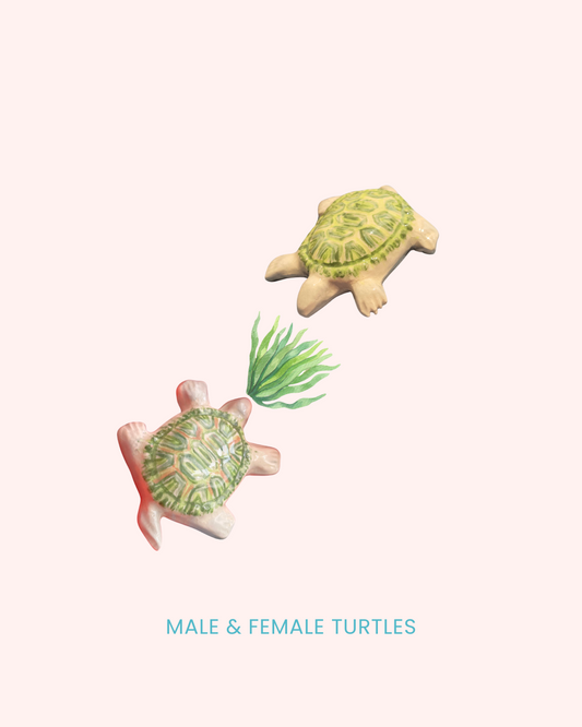 Male - Female Turtle Magnets