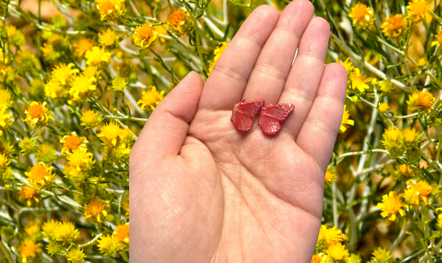 فراشات رمضان Ramadan Butterflies