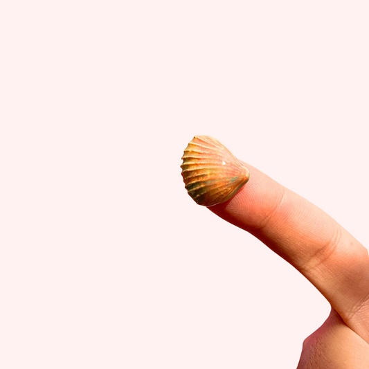 Tiny Magnet Orange Shell #3