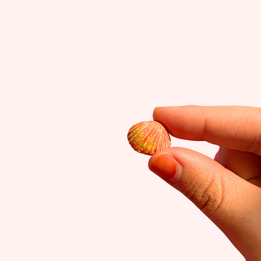 Tiny Magnet Orange Shell #2